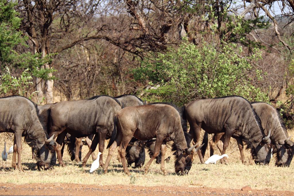 Ouklip Game Lodge Klipdrift Ngoại thất bức ảnh