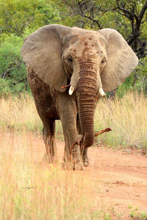 Ouklip Game Lodge Klipdrift Ngoại thất bức ảnh