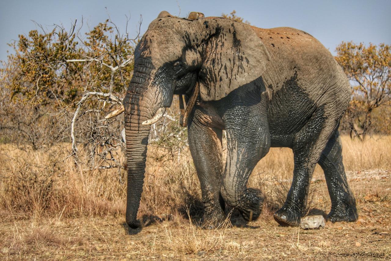 Ouklip Game Lodge Klipdrift Ngoại thất bức ảnh