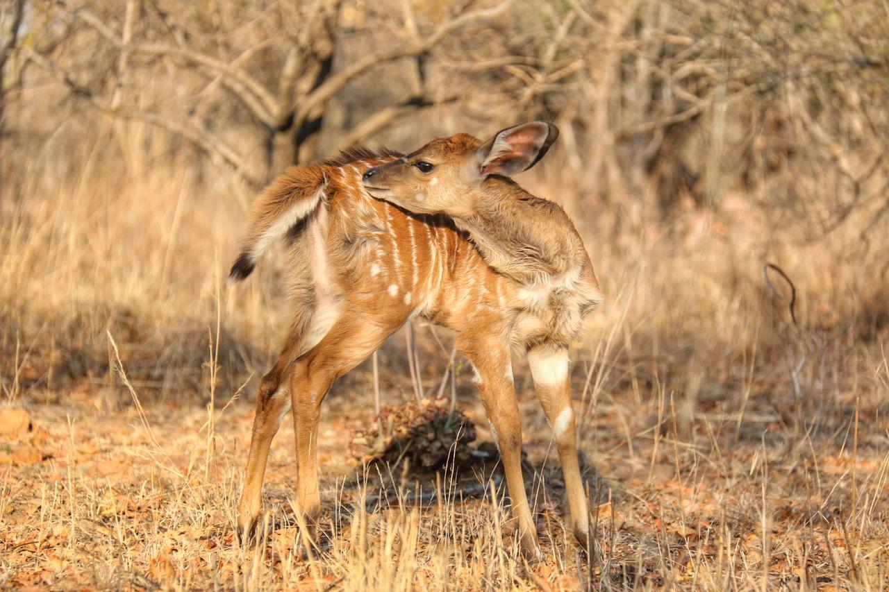 Ouklip Game Lodge Klipdrift Ngoại thất bức ảnh